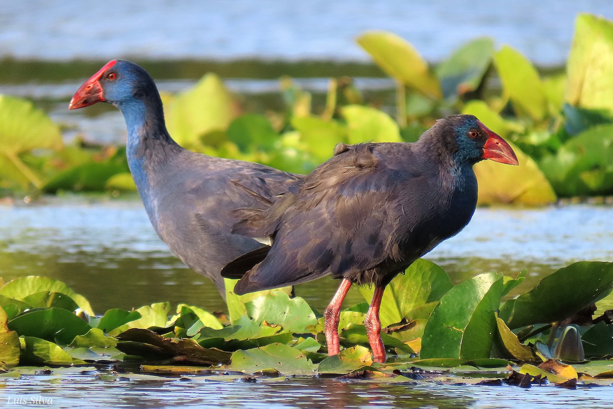 Western Swamphen - Luís Manuel Silva