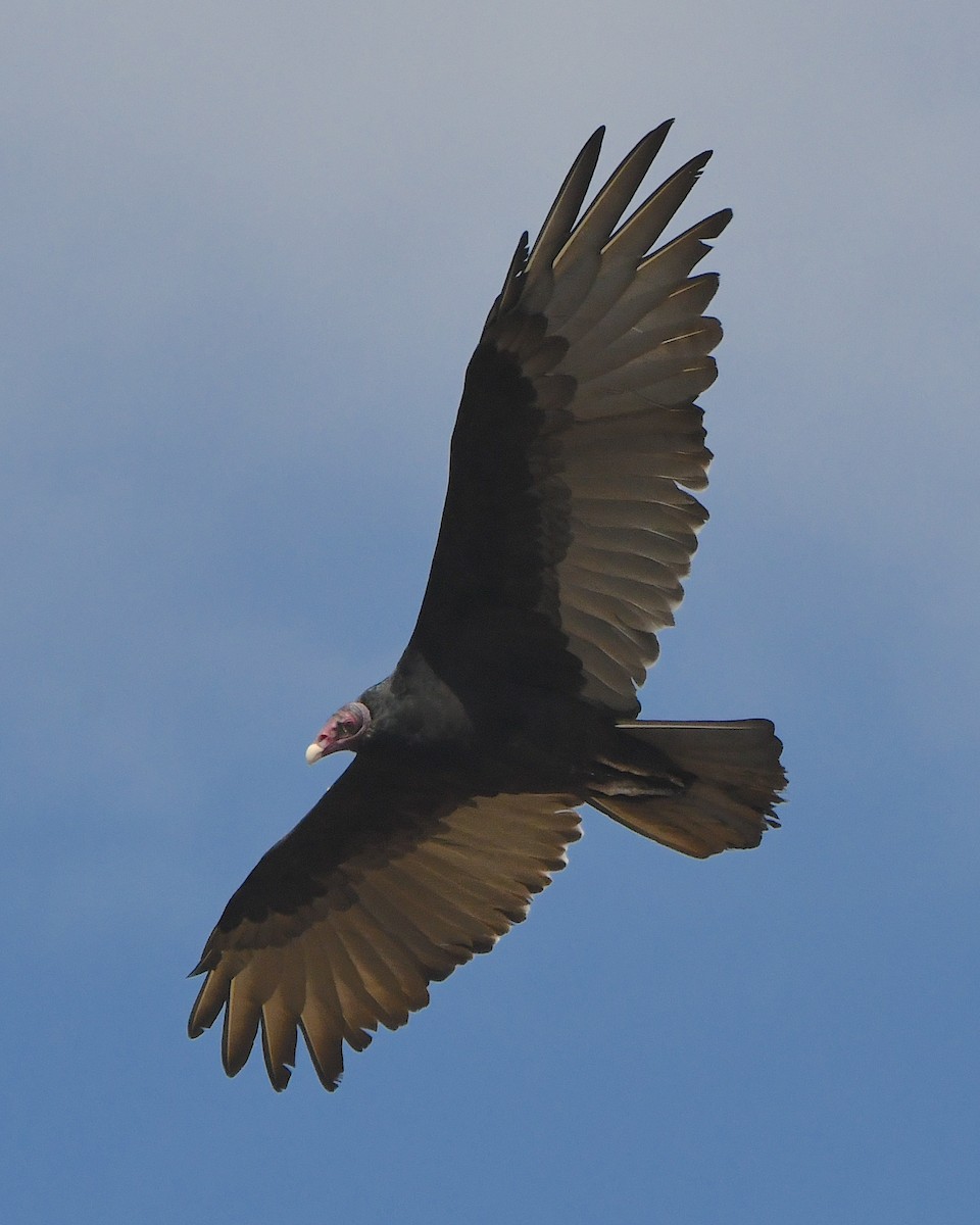 Turkey Vulture - ML623775427