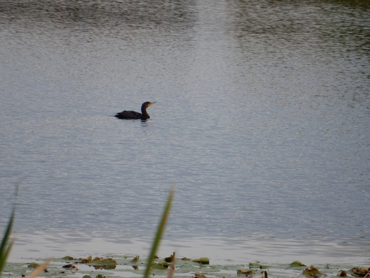 Double-crested Cormorant - ML623775455