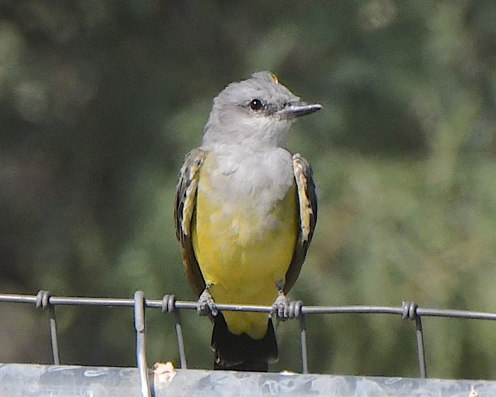 Western Kingbird - Ted Wolff