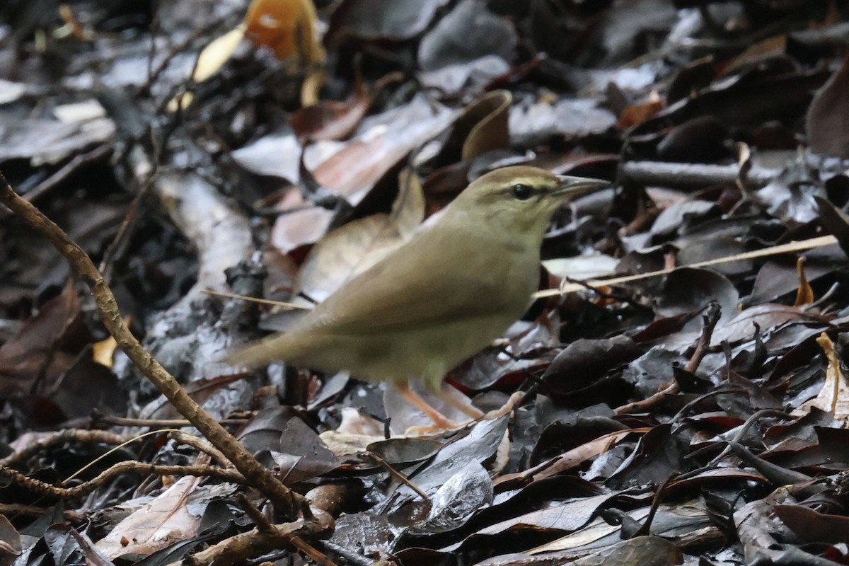 Swainson's Warbler - ML623775498