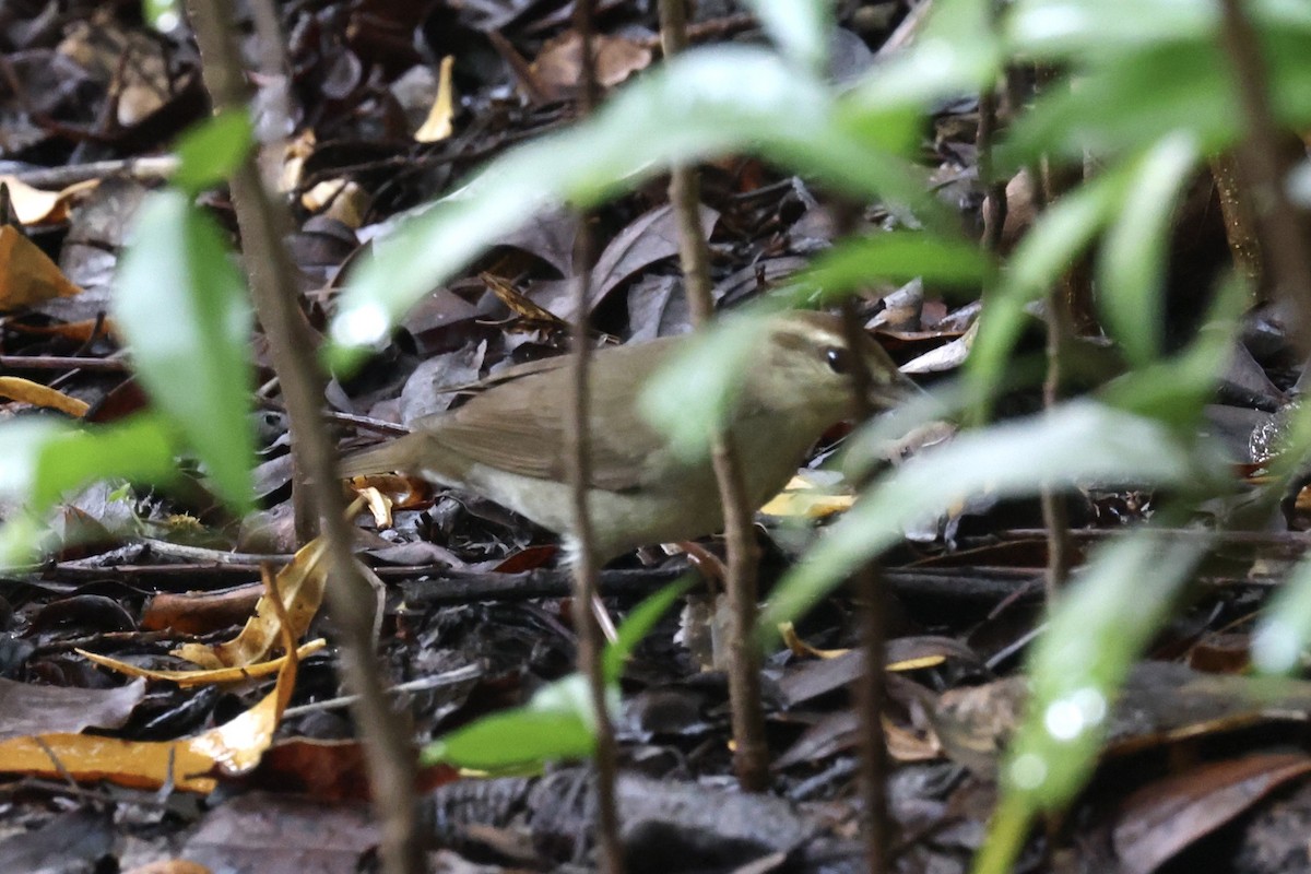 Swainson's Warbler - Brandon Corry