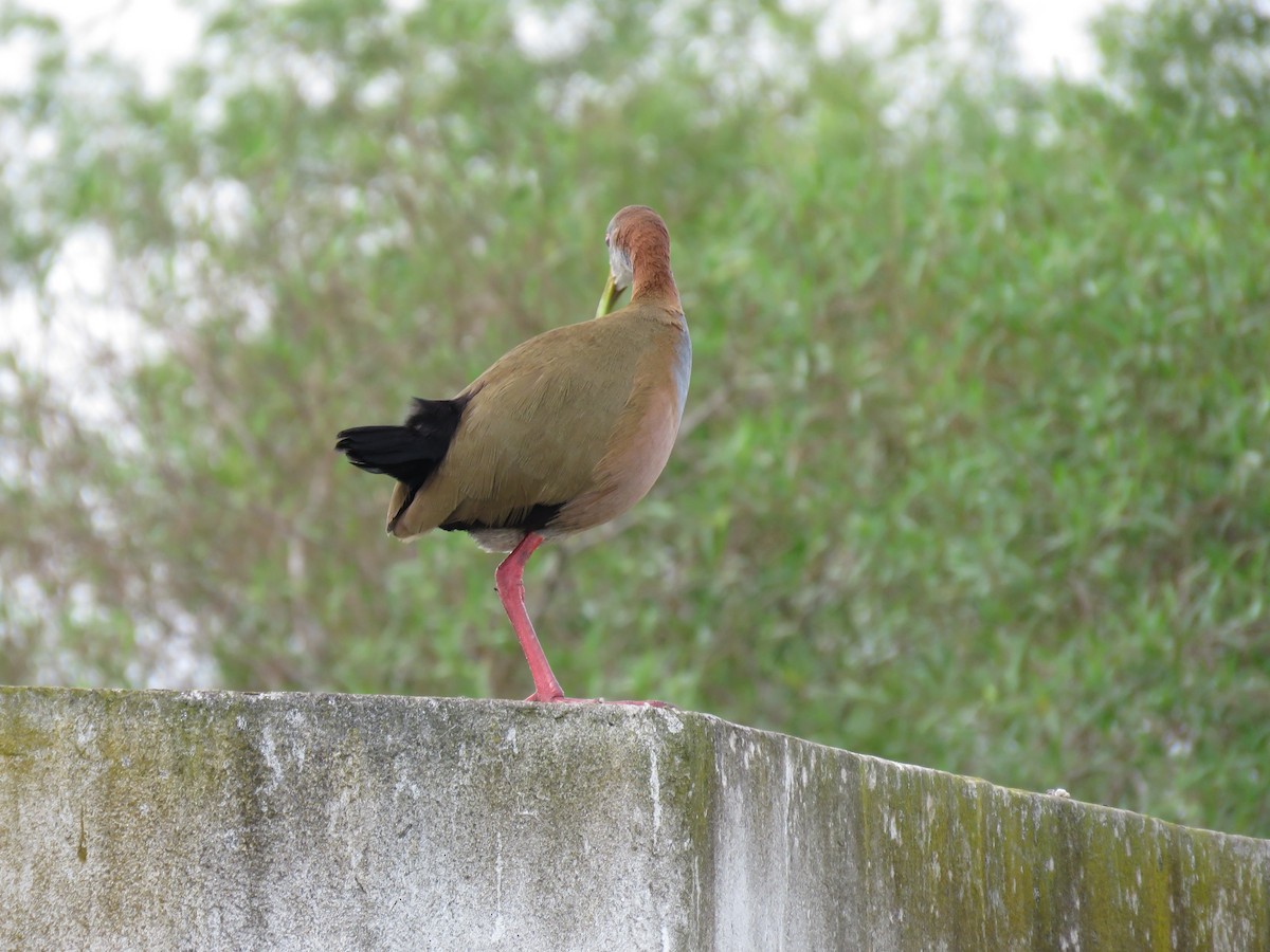 Giant Wood-Rail - ML623775531