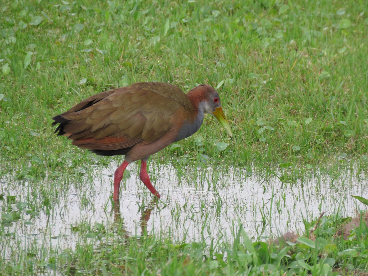 Giant Wood-Rail - Gustavo  Centomo