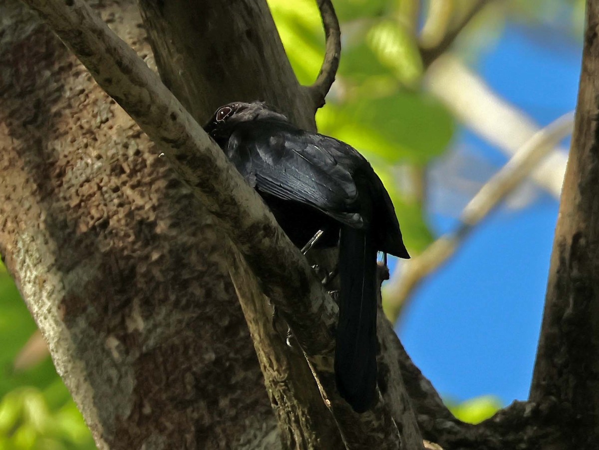 Black Catbird - ML623775572