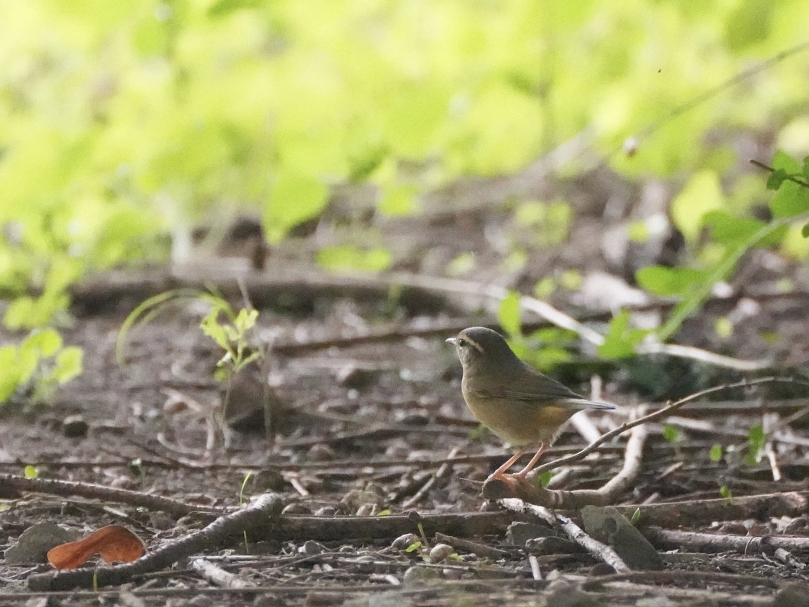 Radde's Warbler - Ling Gan