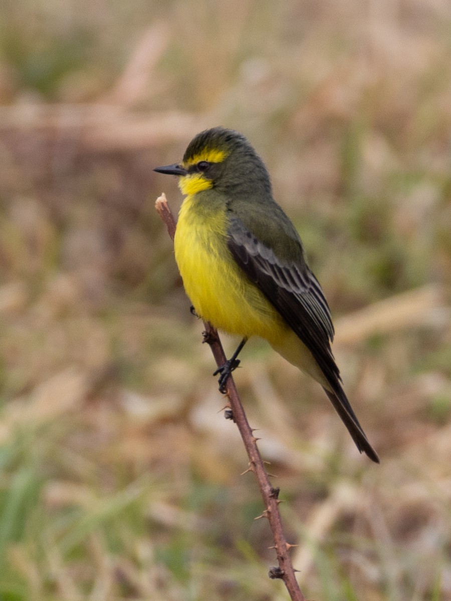 Yellow-browed Tyrant - ML623775633