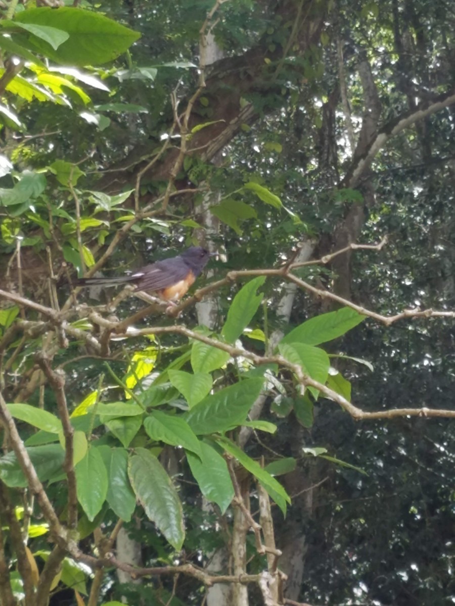 White-rumped Shama - Marguerite Tate