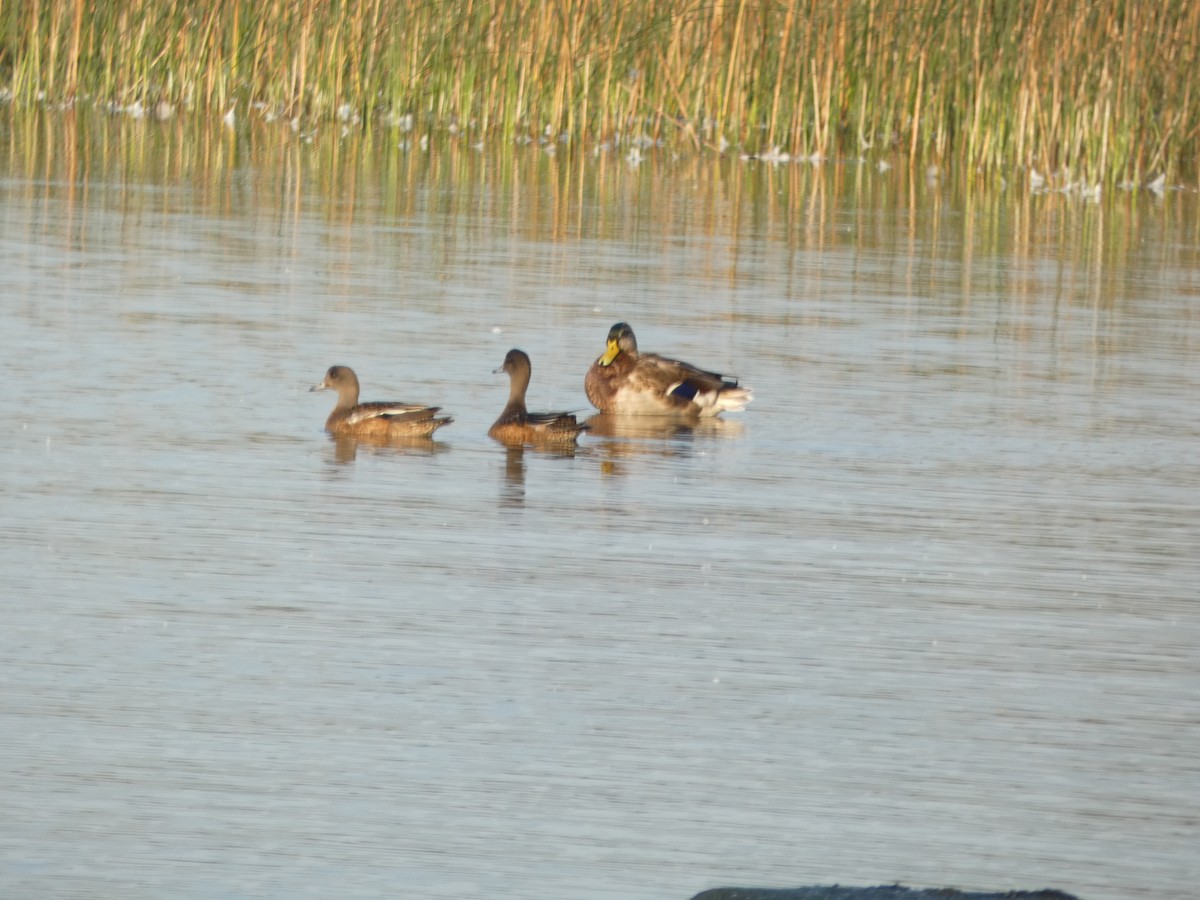 Canard d'Amérique - ML623775662