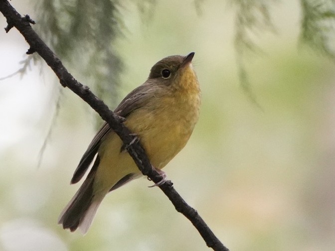 Green-backed Flycatcher - Ling Gan