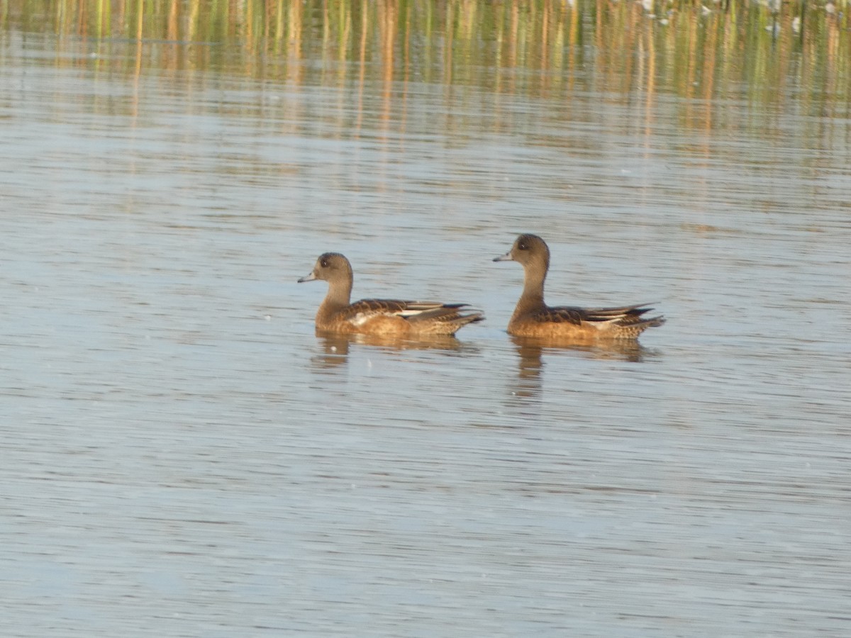 Canard d'Amérique - ML623775675