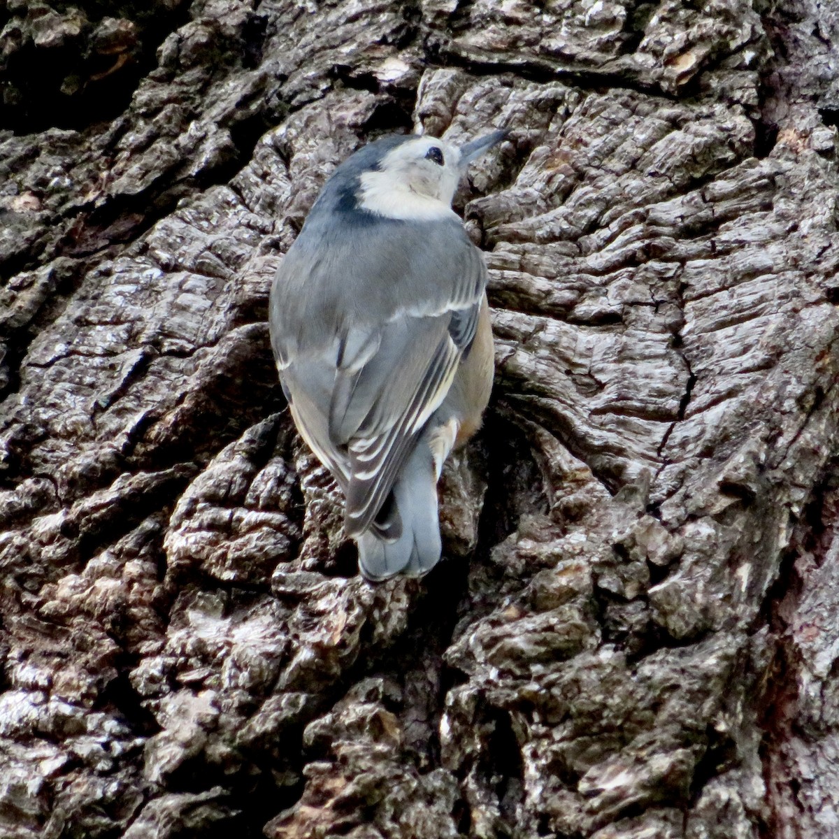 White-breasted Nuthatch - ML623775686