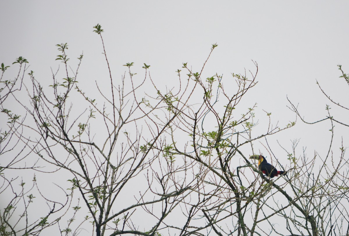 Red-breasted Toucan - ML623775687