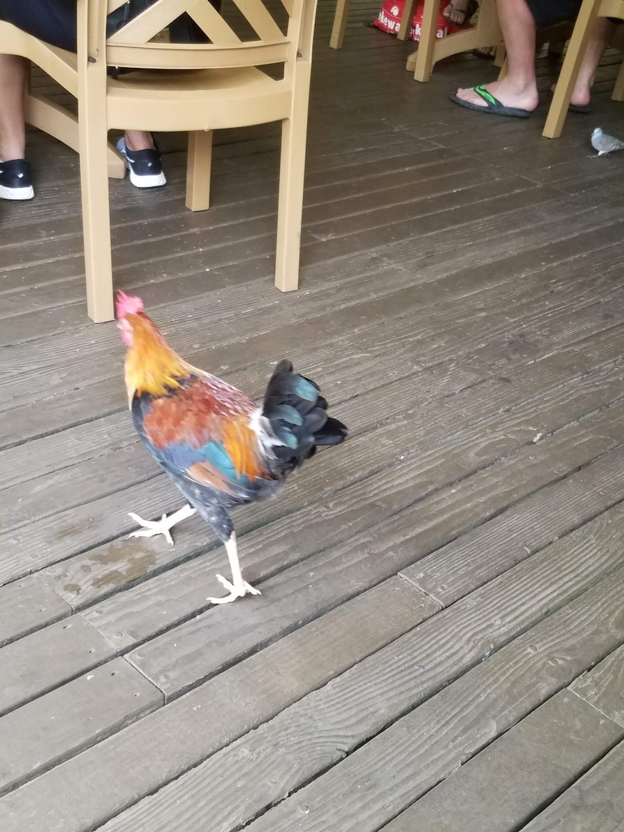 Red Junglefowl (Domestic type) - Marguerite Tate