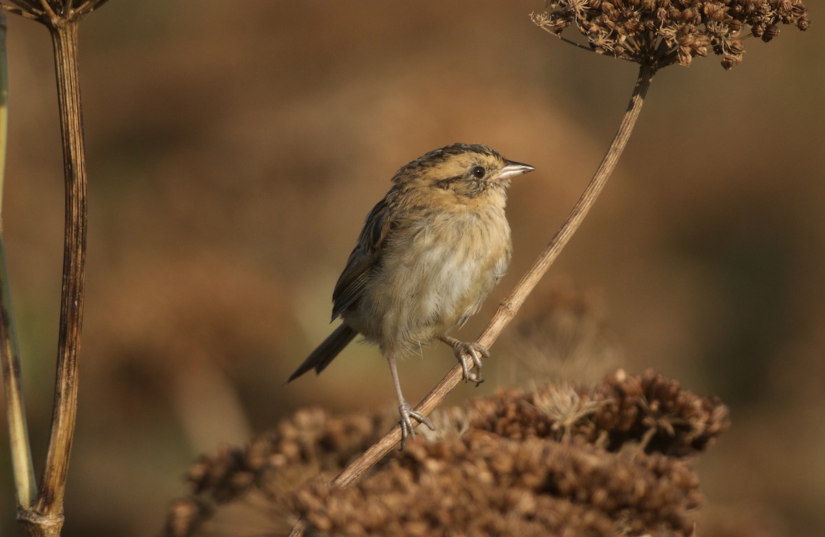 Nelson's Sparrow - ML623775701