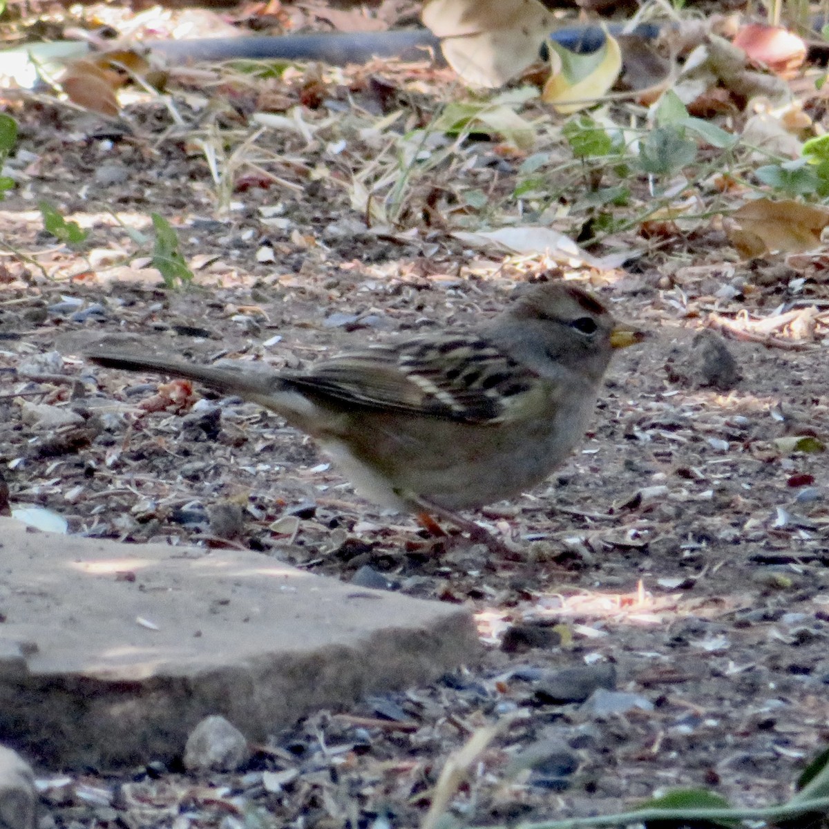 White-crowned Sparrow - ML623775702