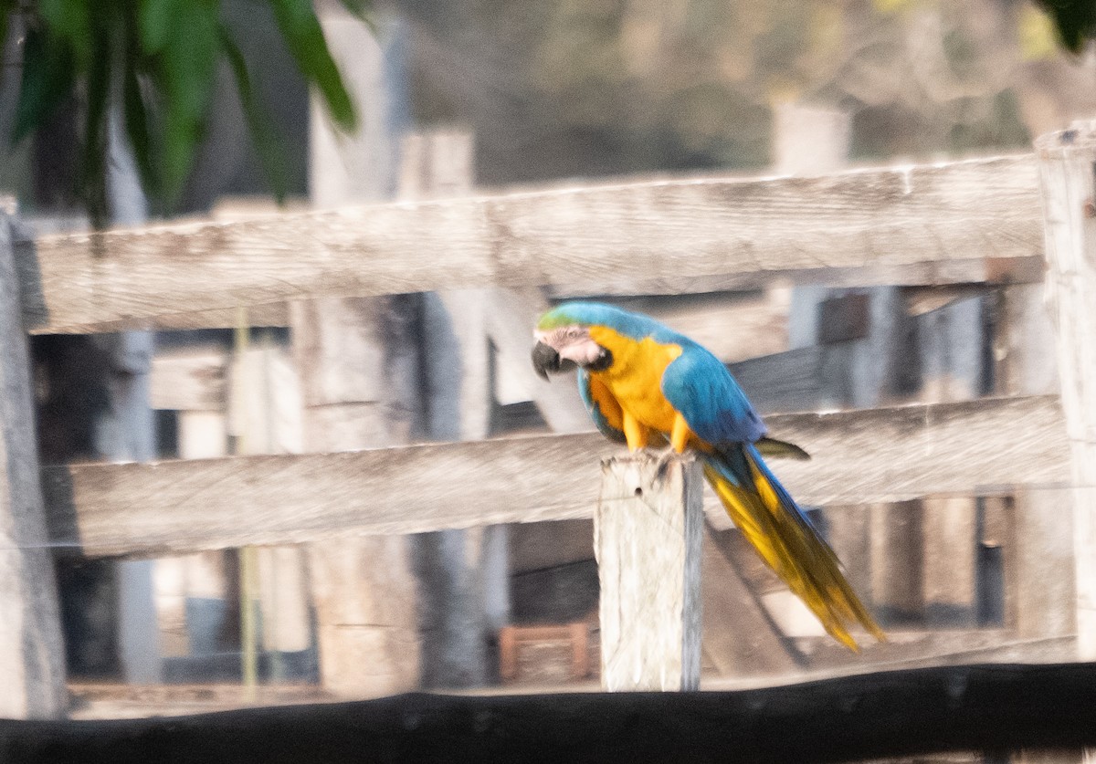 Blue-and-yellow Macaw - Abby Sesselberg