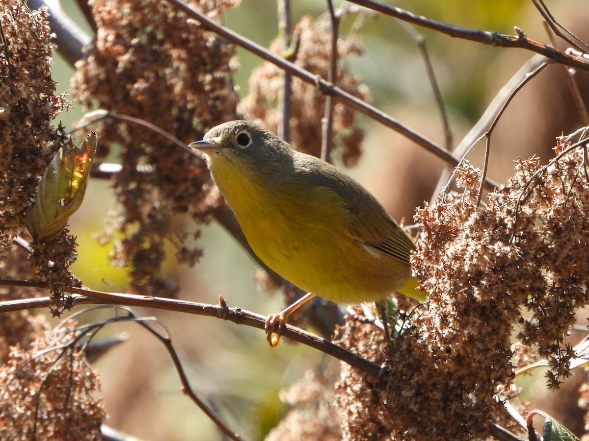 Nashville Warbler - ML623775737