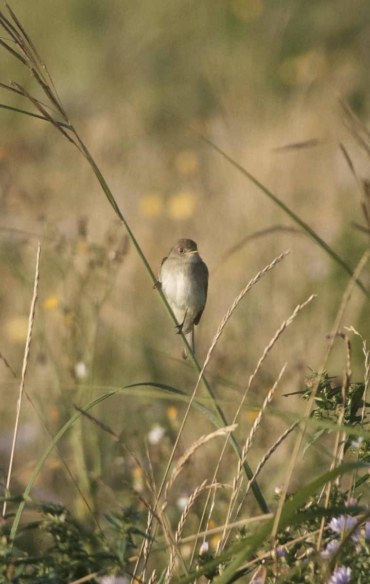 Alder/Willow Flycatcher (Traill's Flycatcher) - Paul Gould