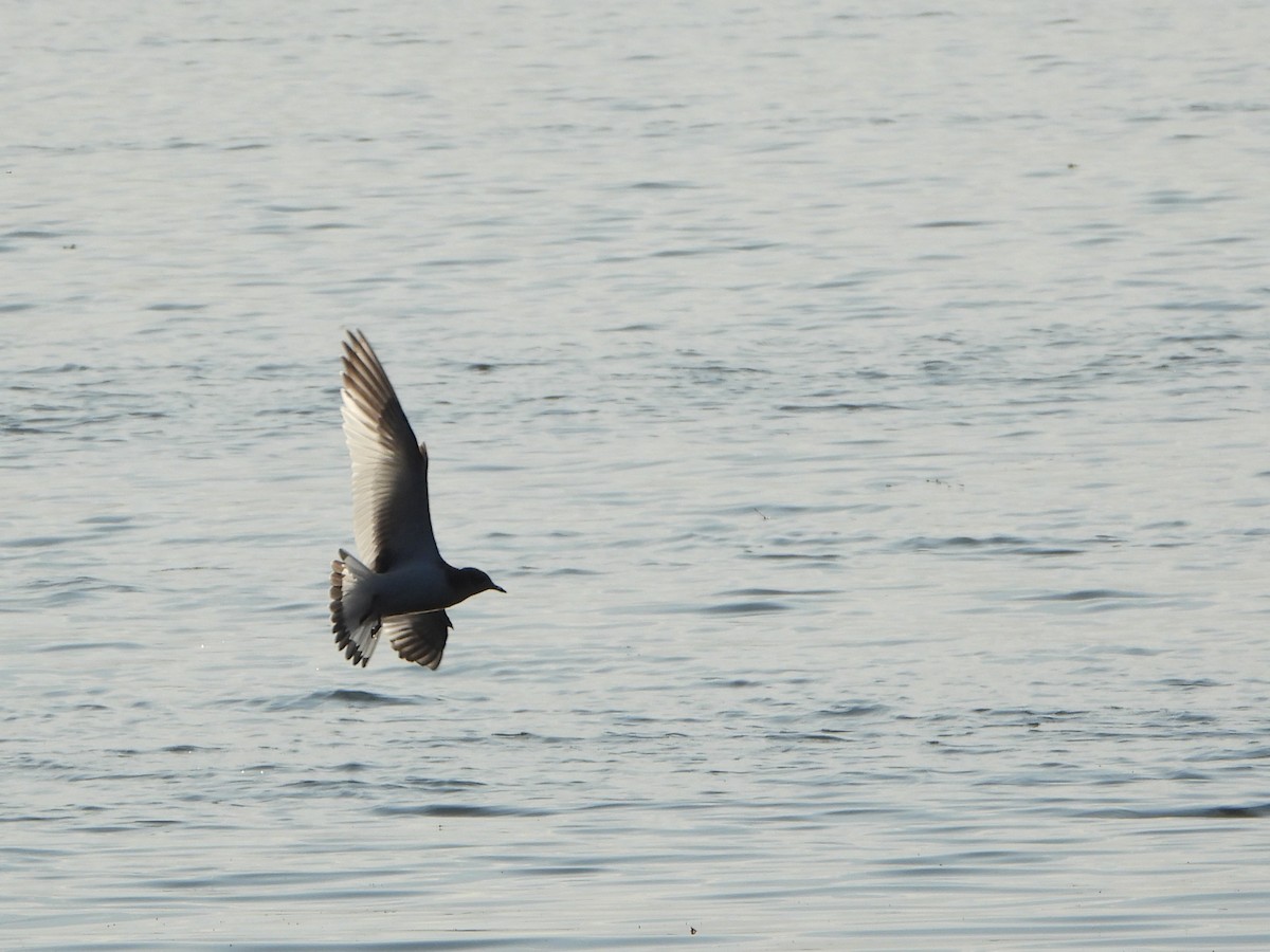 Mouette de Sabine - ML623775748