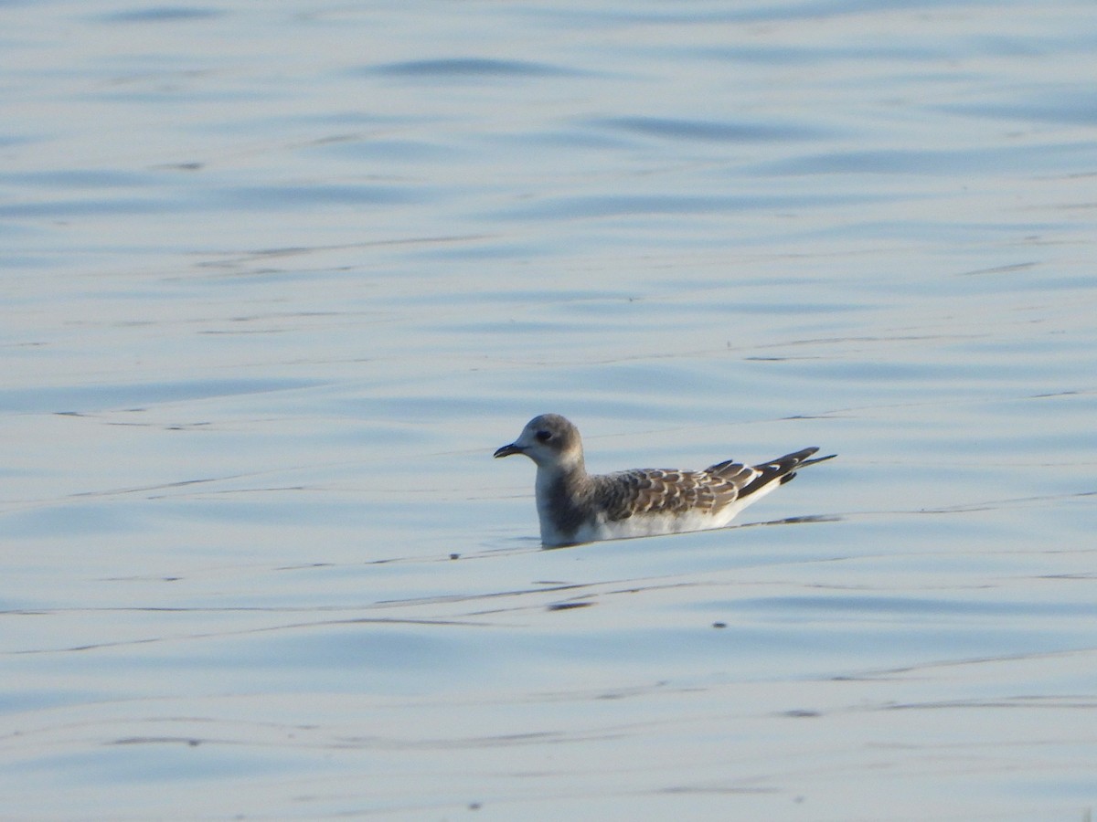 Mouette de Sabine - ML623775750