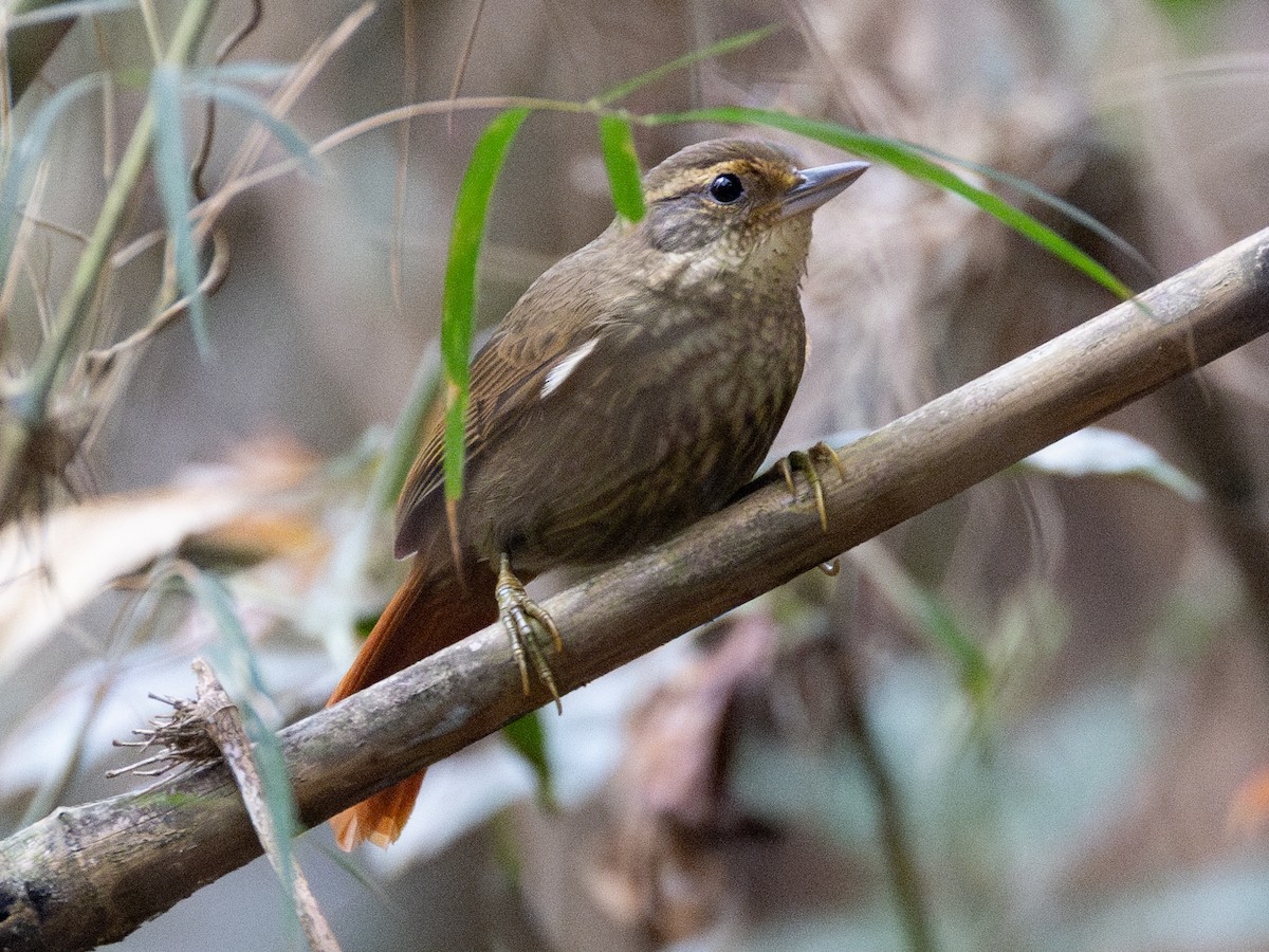 Buff-browed Foliage-gleaner - ML623775768