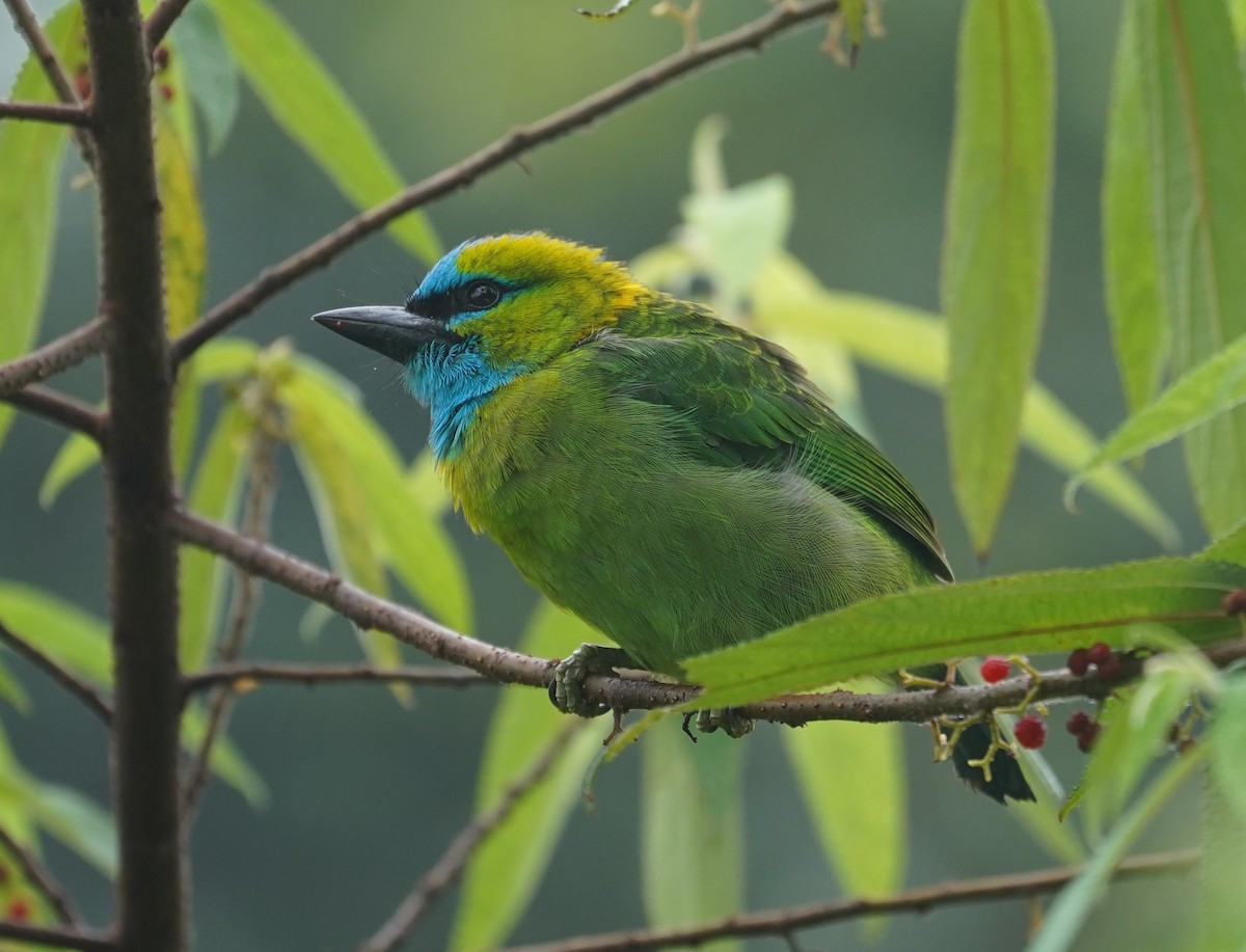 Golden-naped Barbet - ML623775770