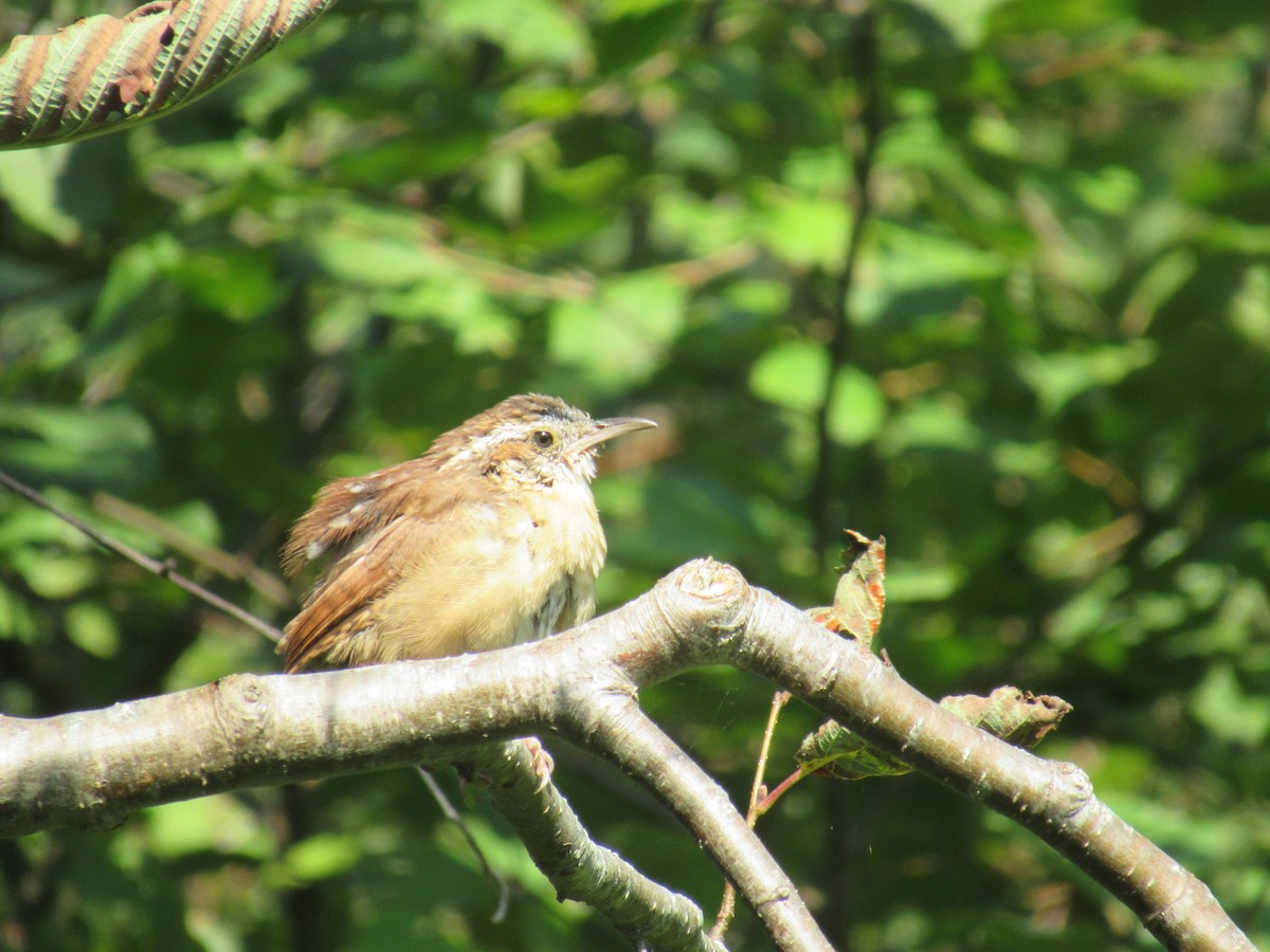 Carolina Wren - Anne St-Jean