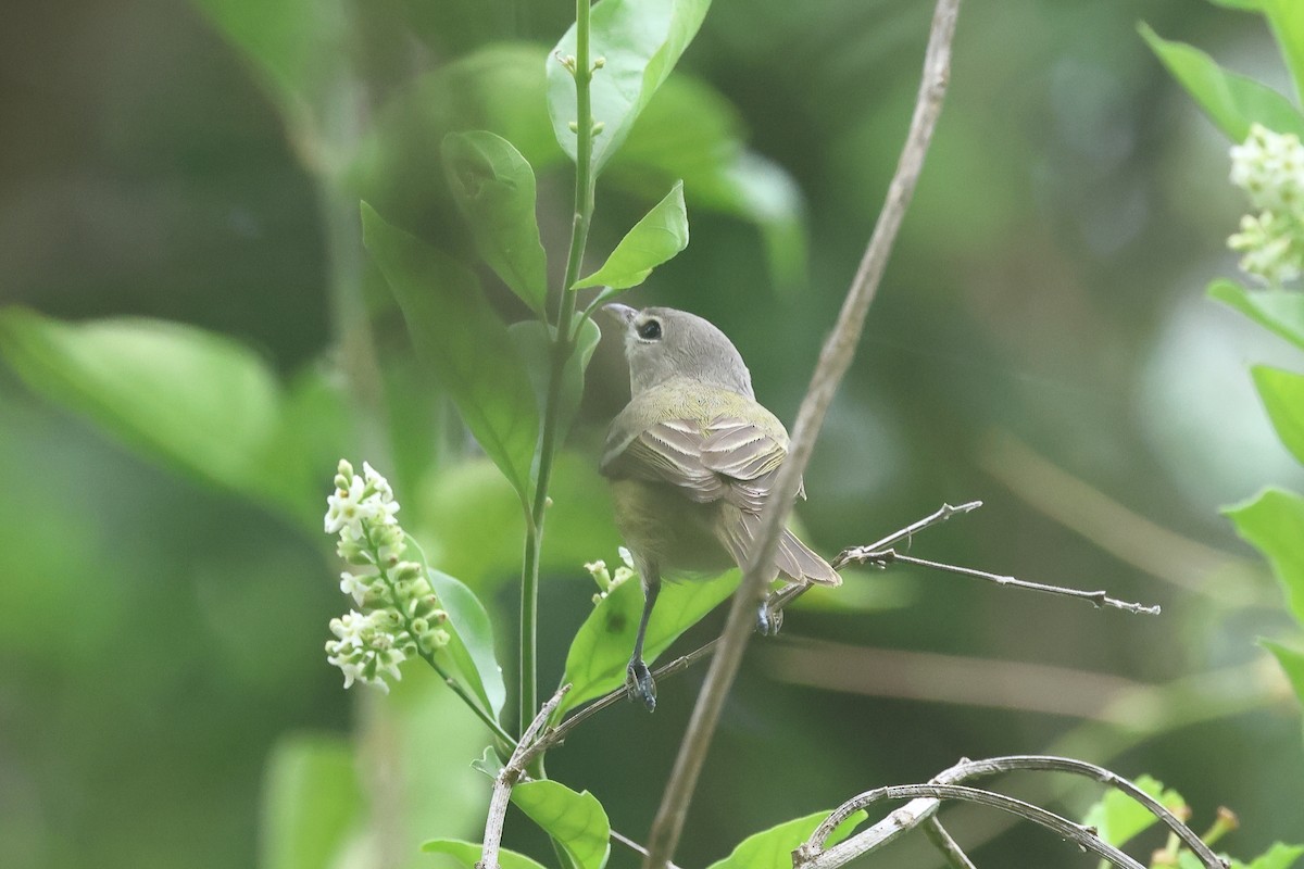 Bell's Vireo - ML623775831