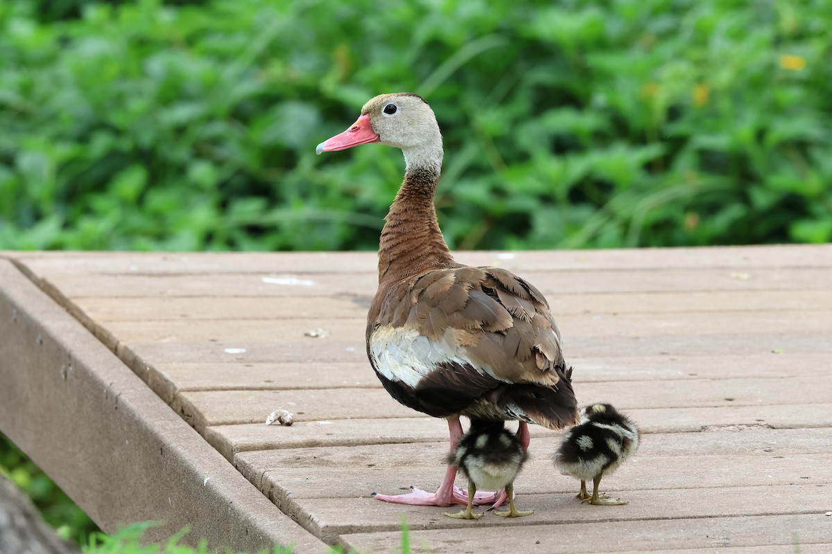 Black-bellied Whistling-Duck - ML623775843