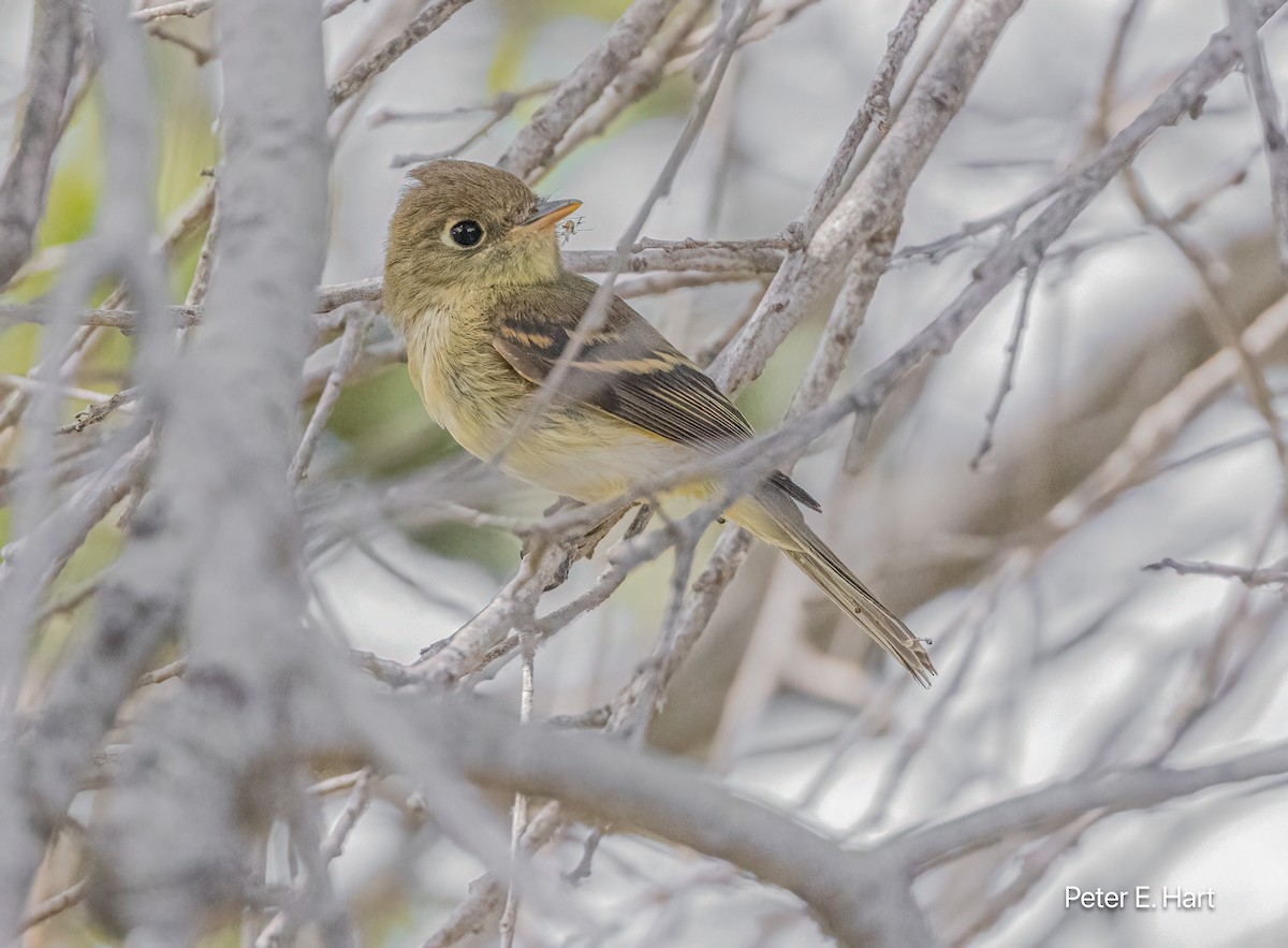 Western Flycatcher - ML623775845