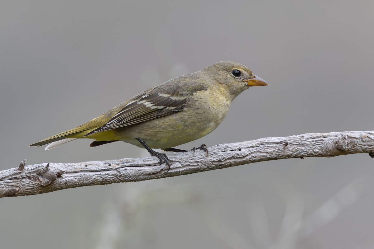 Western Tanager - ML623775881