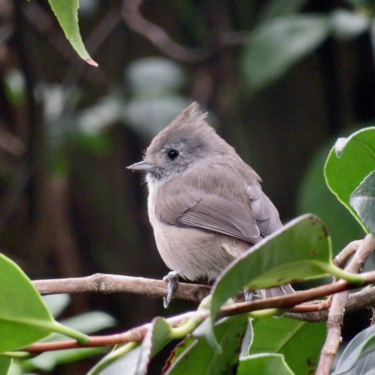 Oak Titmouse - ML623775887