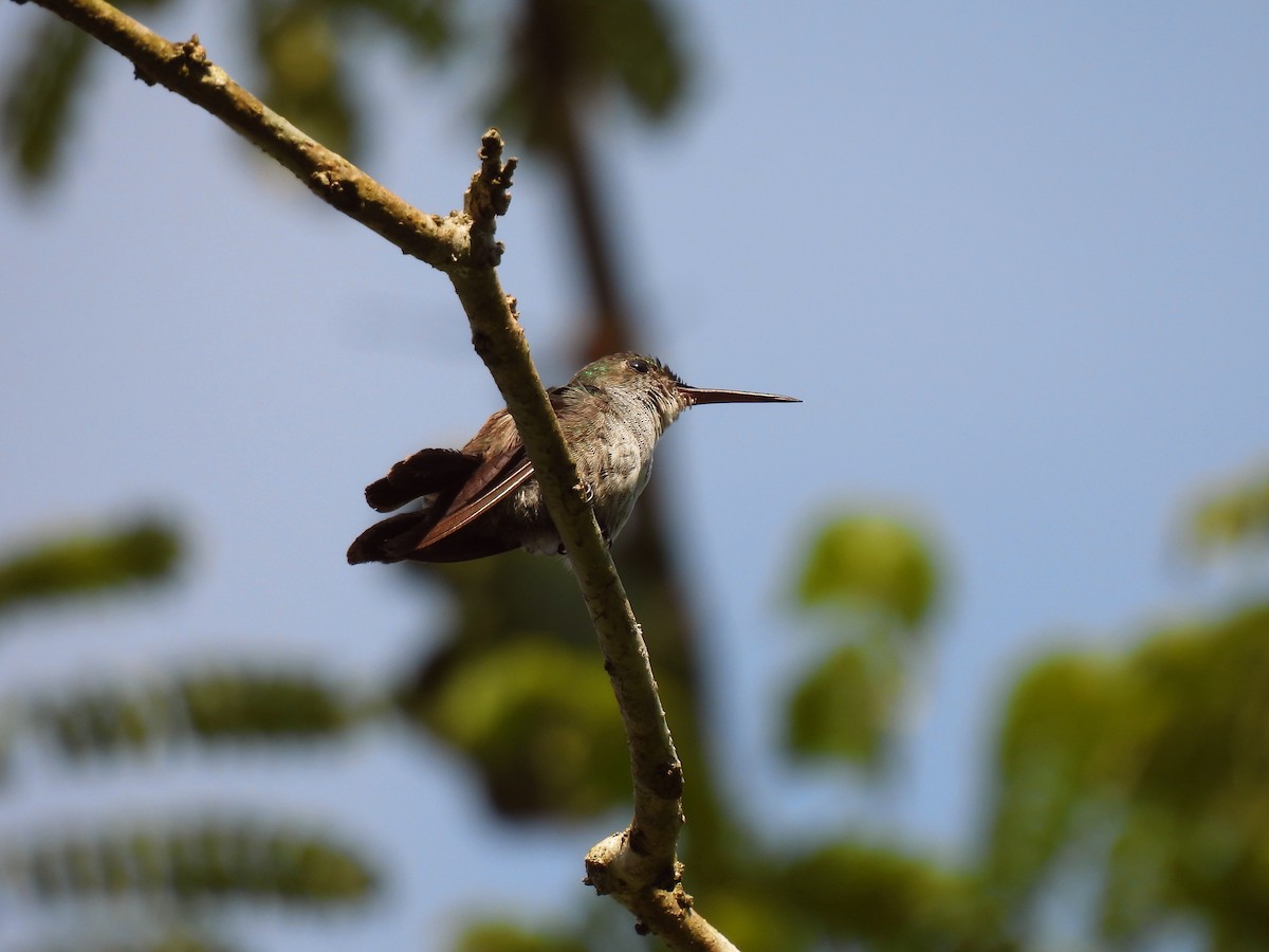 Blue-chested Hummingbird - ML623775896