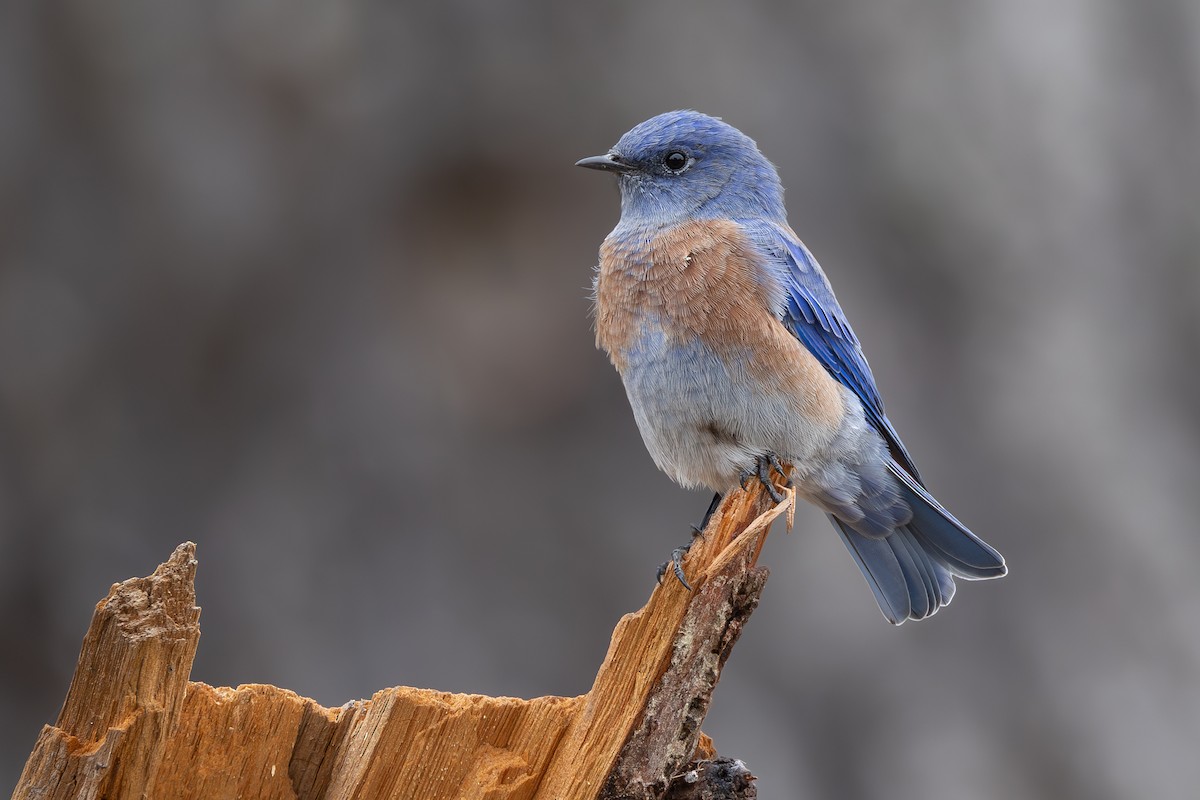 Western Bluebird - ML623775909