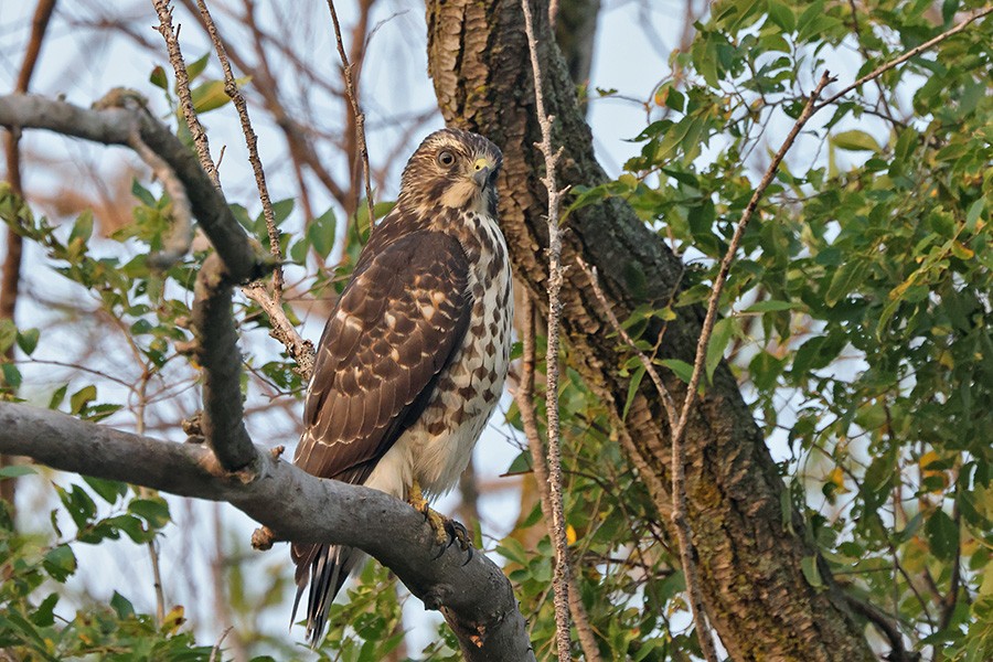 Breitflügelbussard - ML623775916