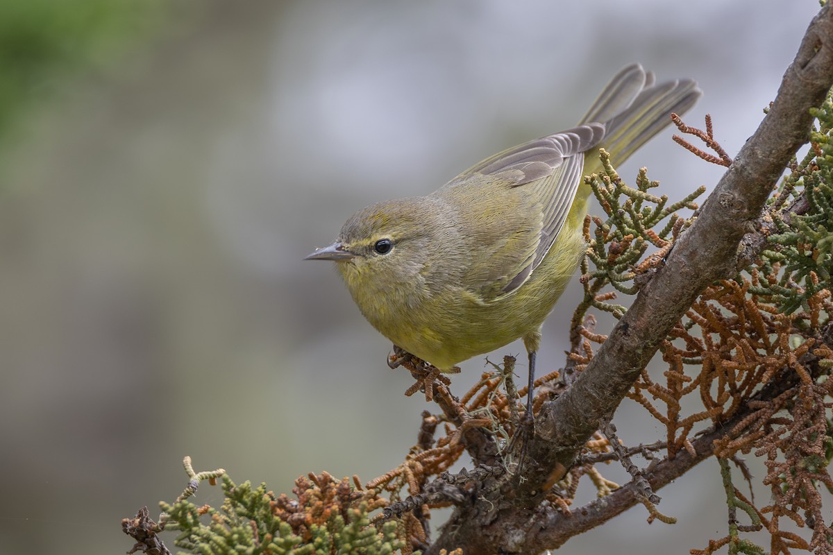 Orange-crowned Warbler - ML623775972