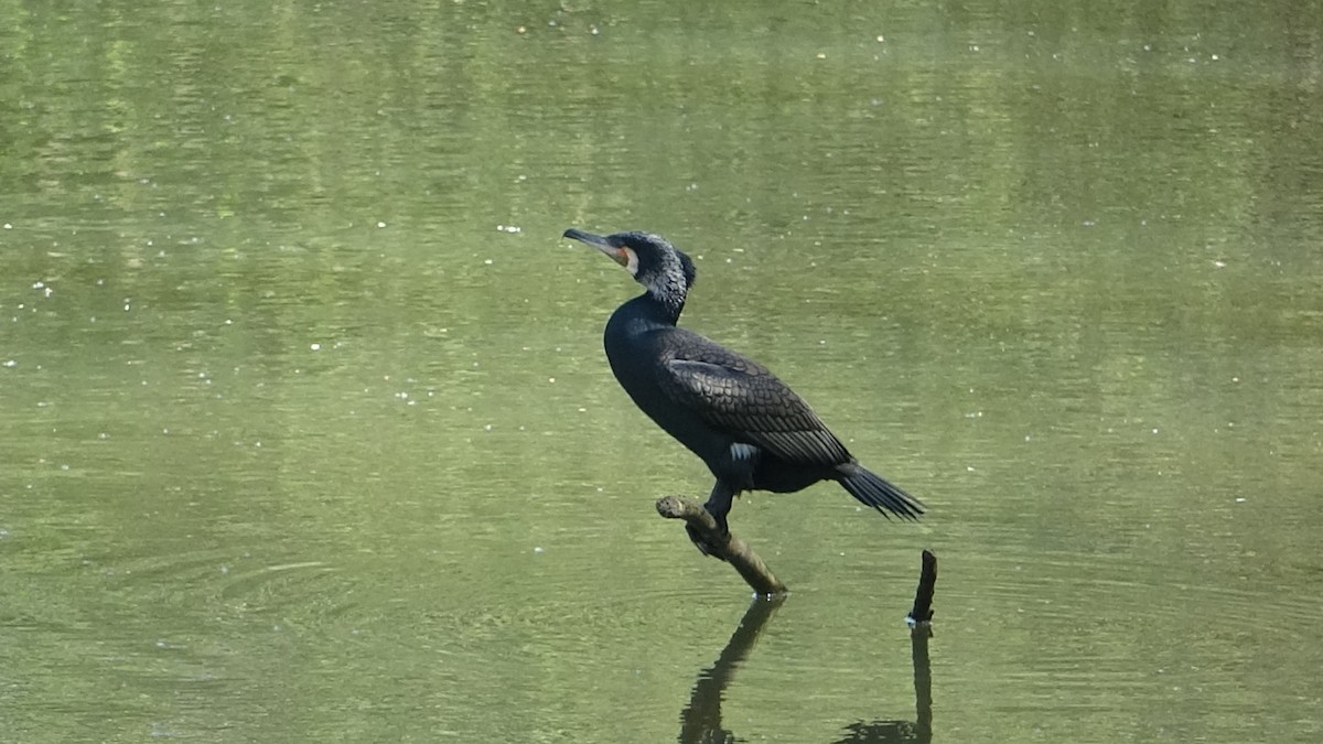 Grand Cormoran (sinensis/hanedae) - ML623776006