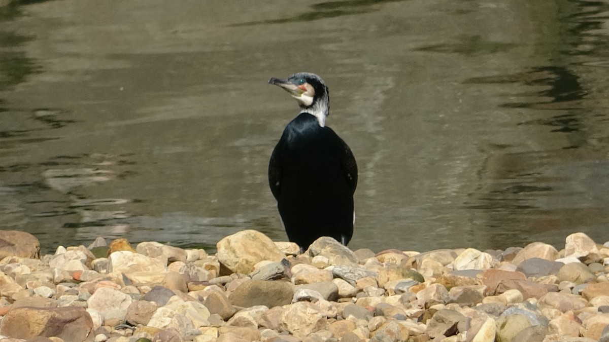 Grand Cormoran (sinensis/hanedae) - ML623776008