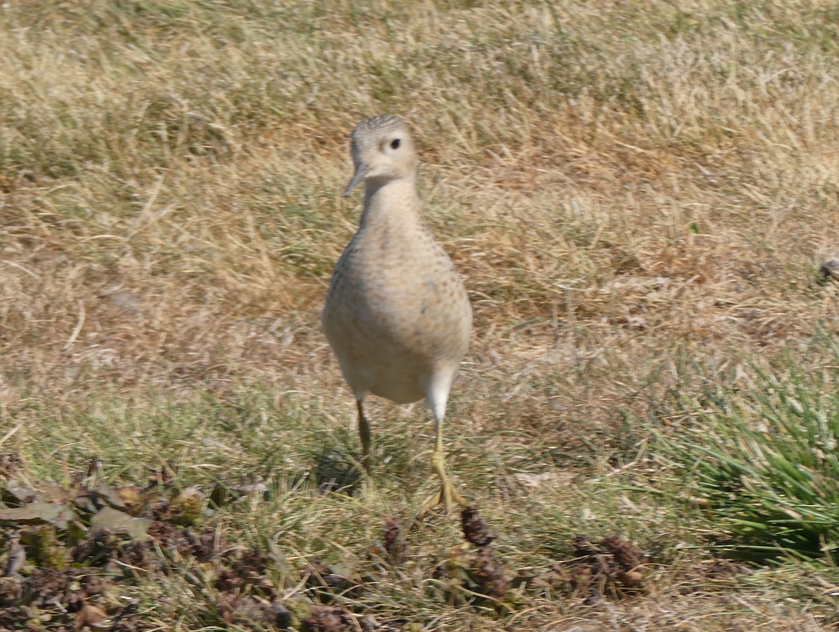Buff-breasted Sandpiper - ML623776083