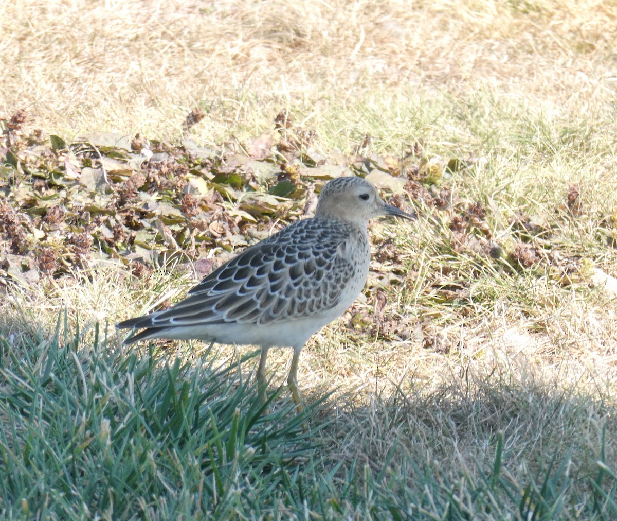 Buff-breasted Sandpiper - ML623776084