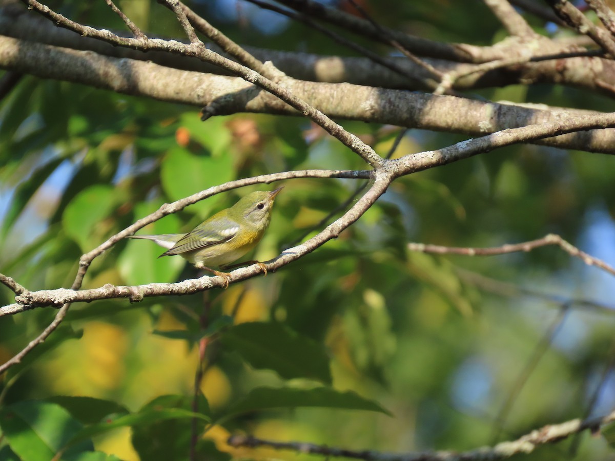 Northern Parula - Chris Floyd