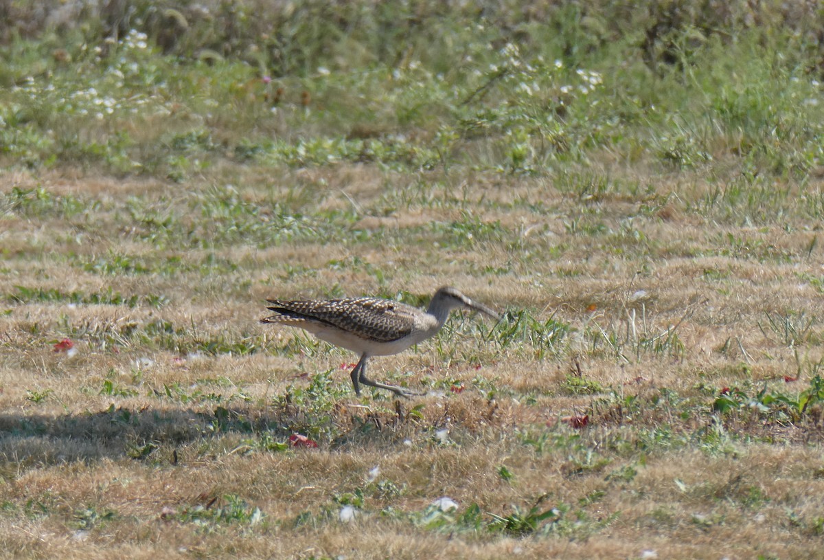 Hudsonian Whimbrel - ML623776096