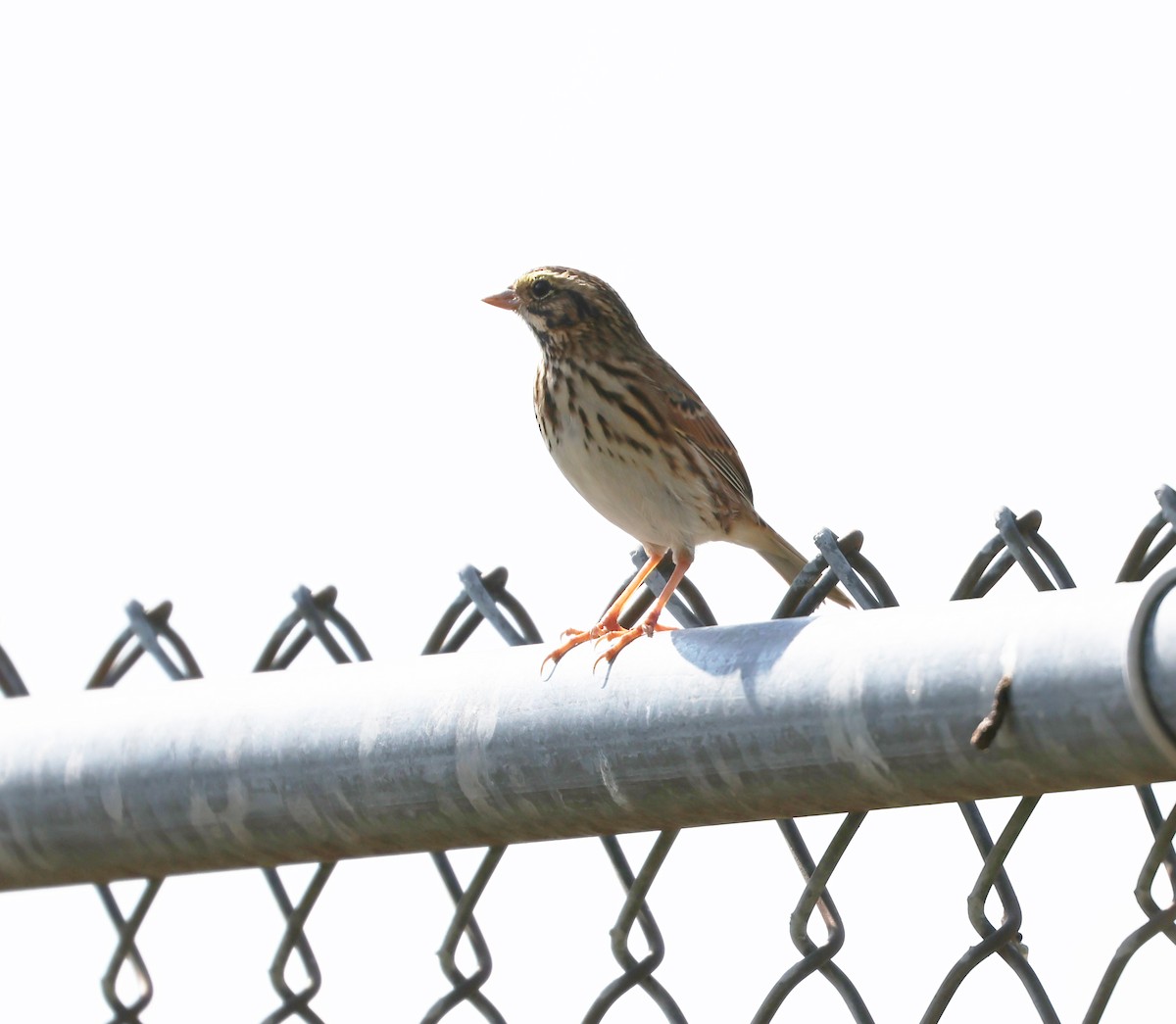 Savannah Sparrow - ML623776099