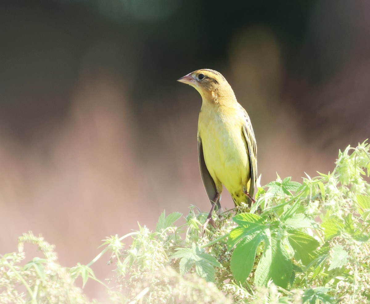 Bobolink - ML623776122