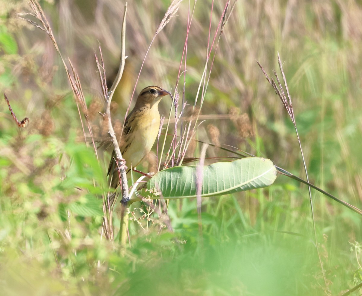 Bobolink - ML623776123