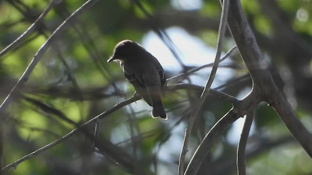 Moucherolle phébi - ML623776125