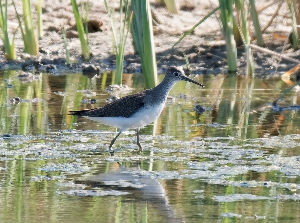 Solitary Sandpiper - ML623776129