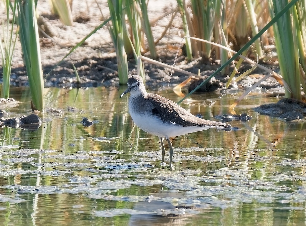 Solitary Sandpiper - ML623776130