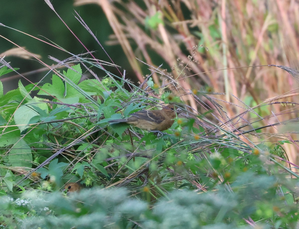 Blue Grosbeak - ML623776135